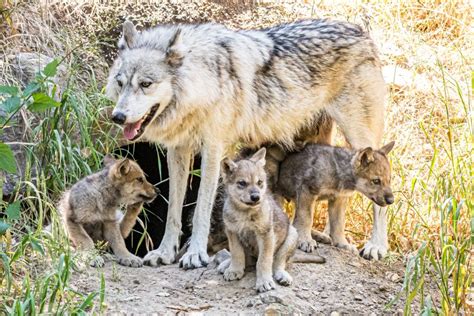 Mother of Oakland Zoo wolf pack euthanized after tumor found